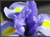 Blue Iris Iris versicolor